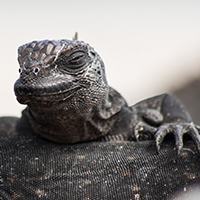 Equateur - Galapagos